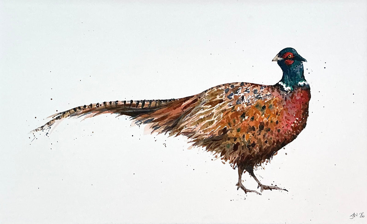 A Plucky Pheasant