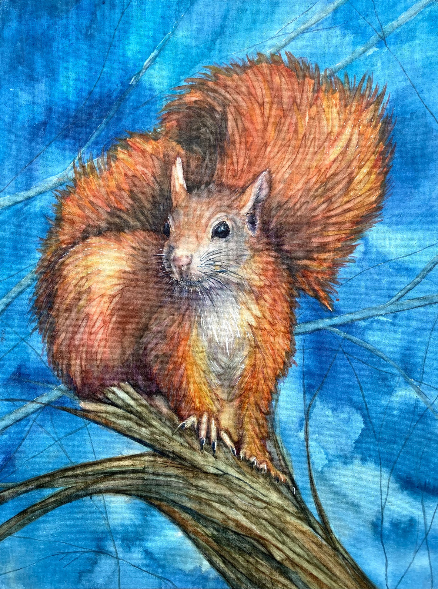 Scouting before Dawn - red squirrel