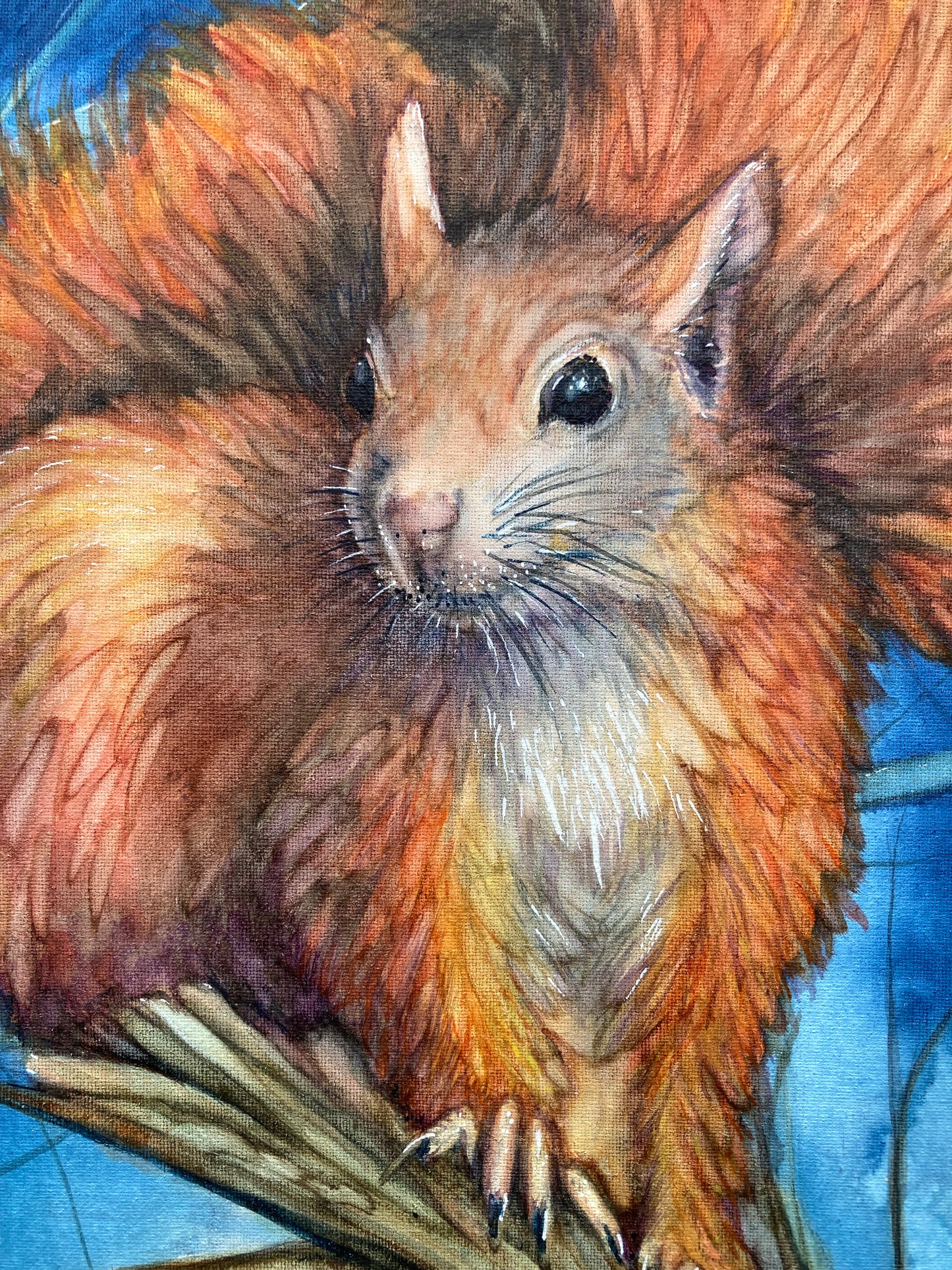 Scouting before Dawn - red squirrel