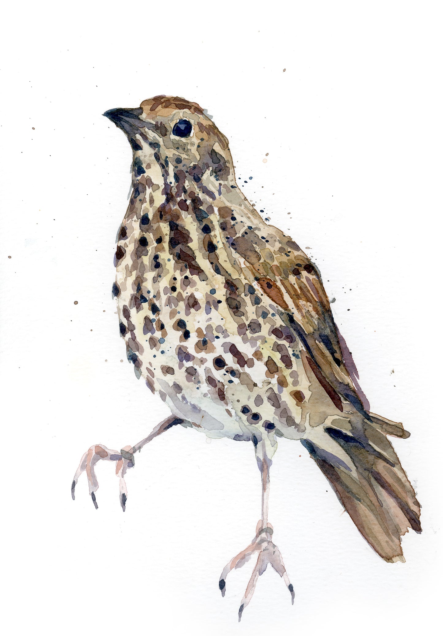 February18 Song Thrush