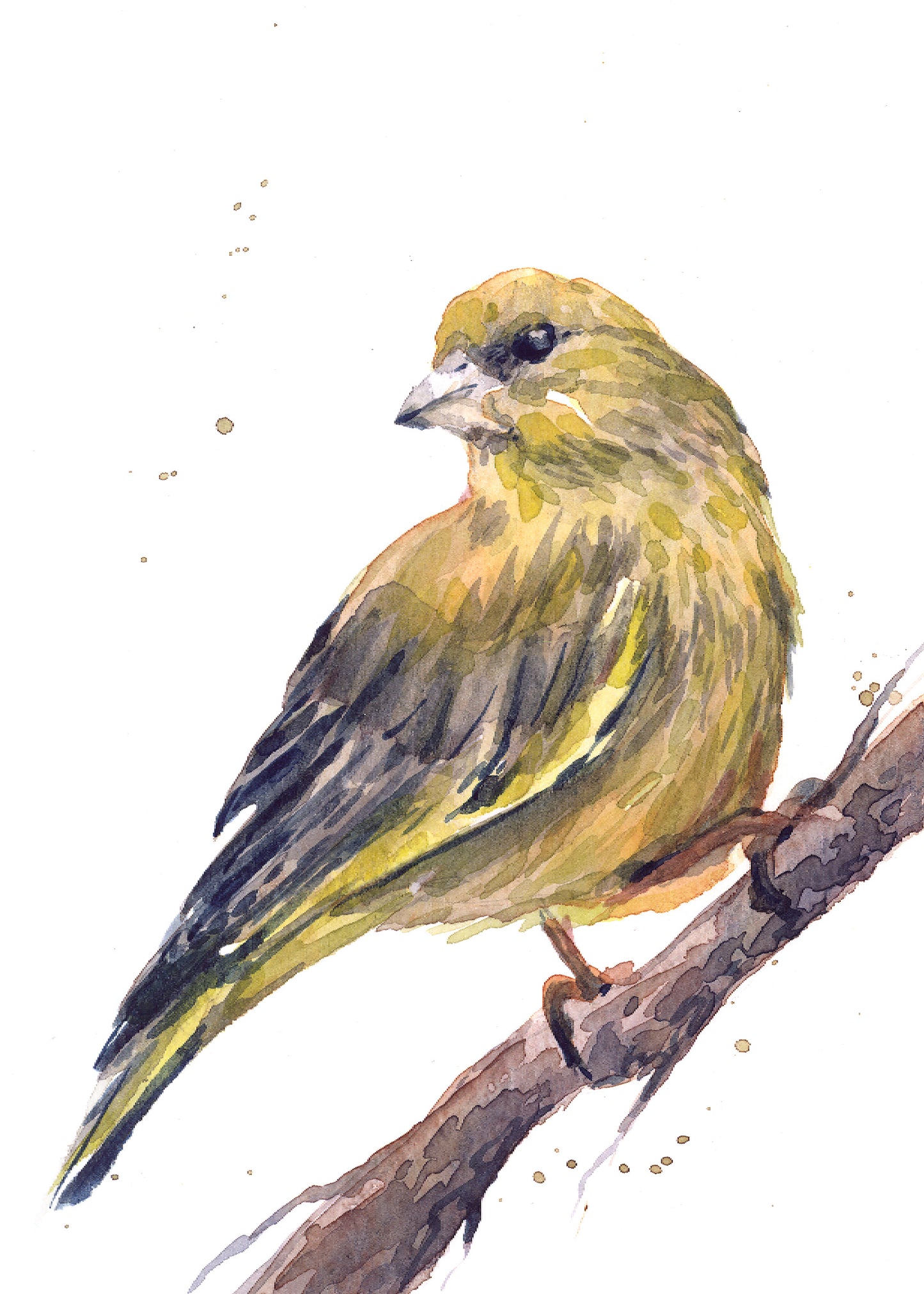 February21 Green Finch