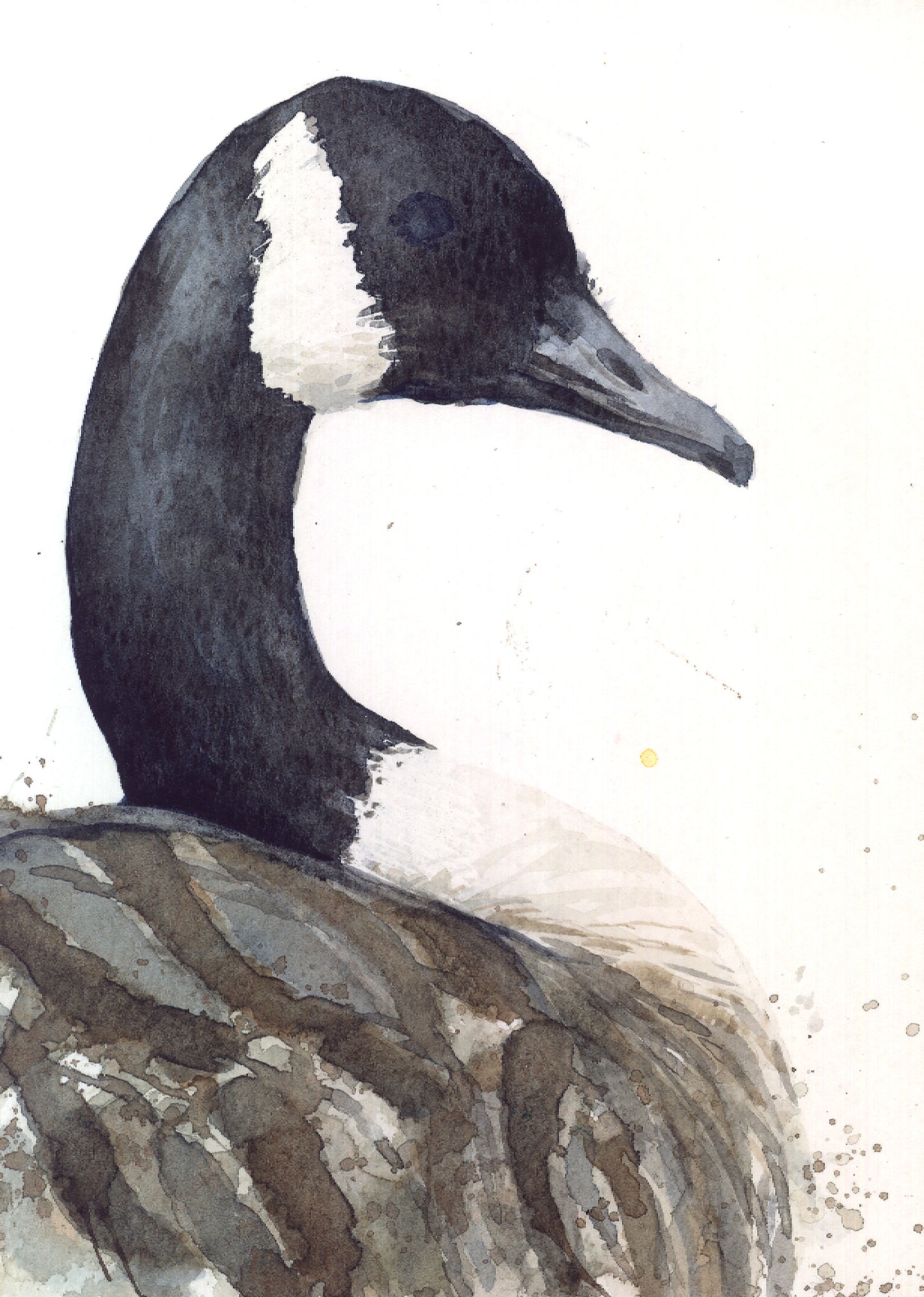 February24 Canadian Goose