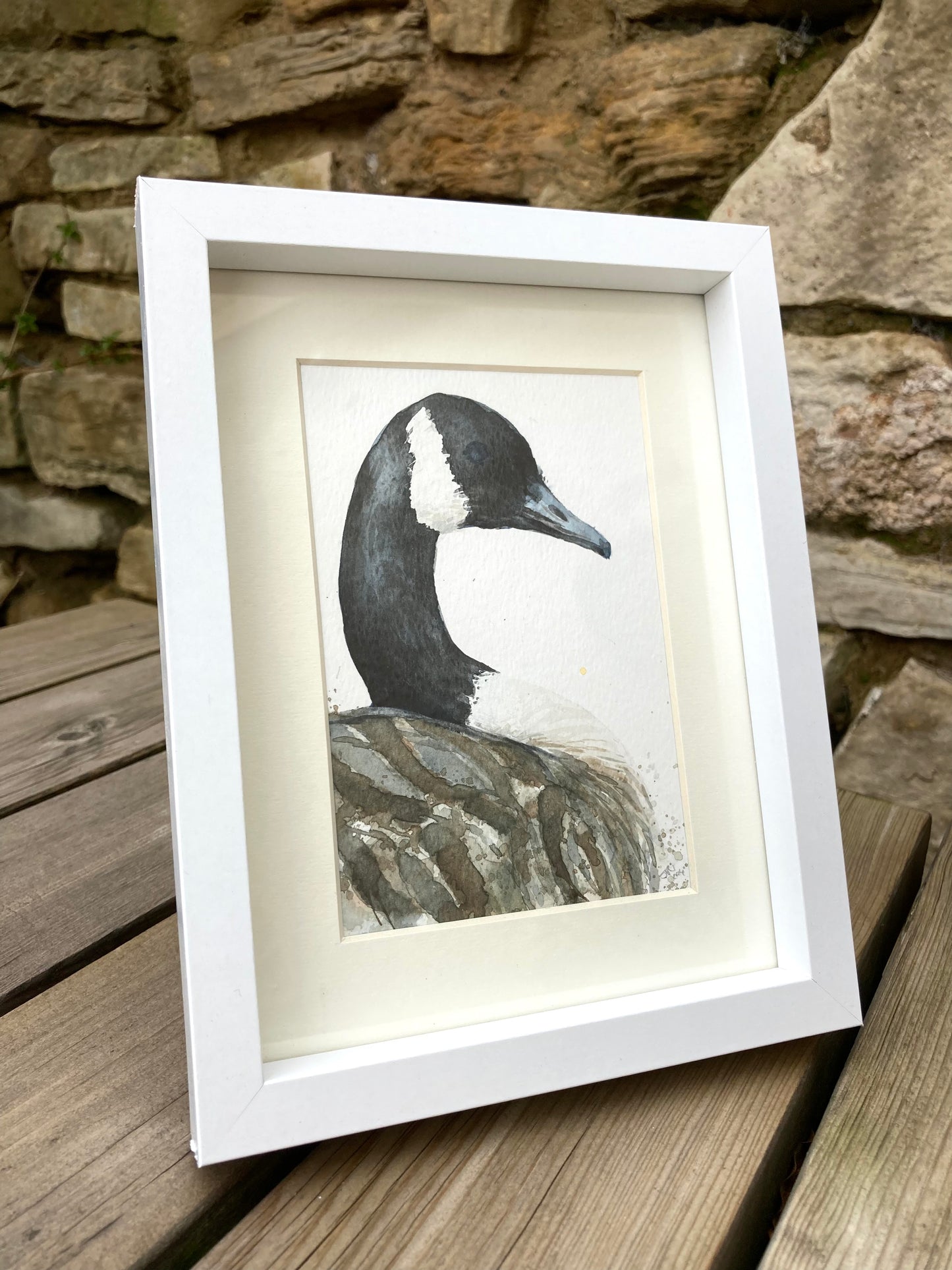 February24 Canadian Goose