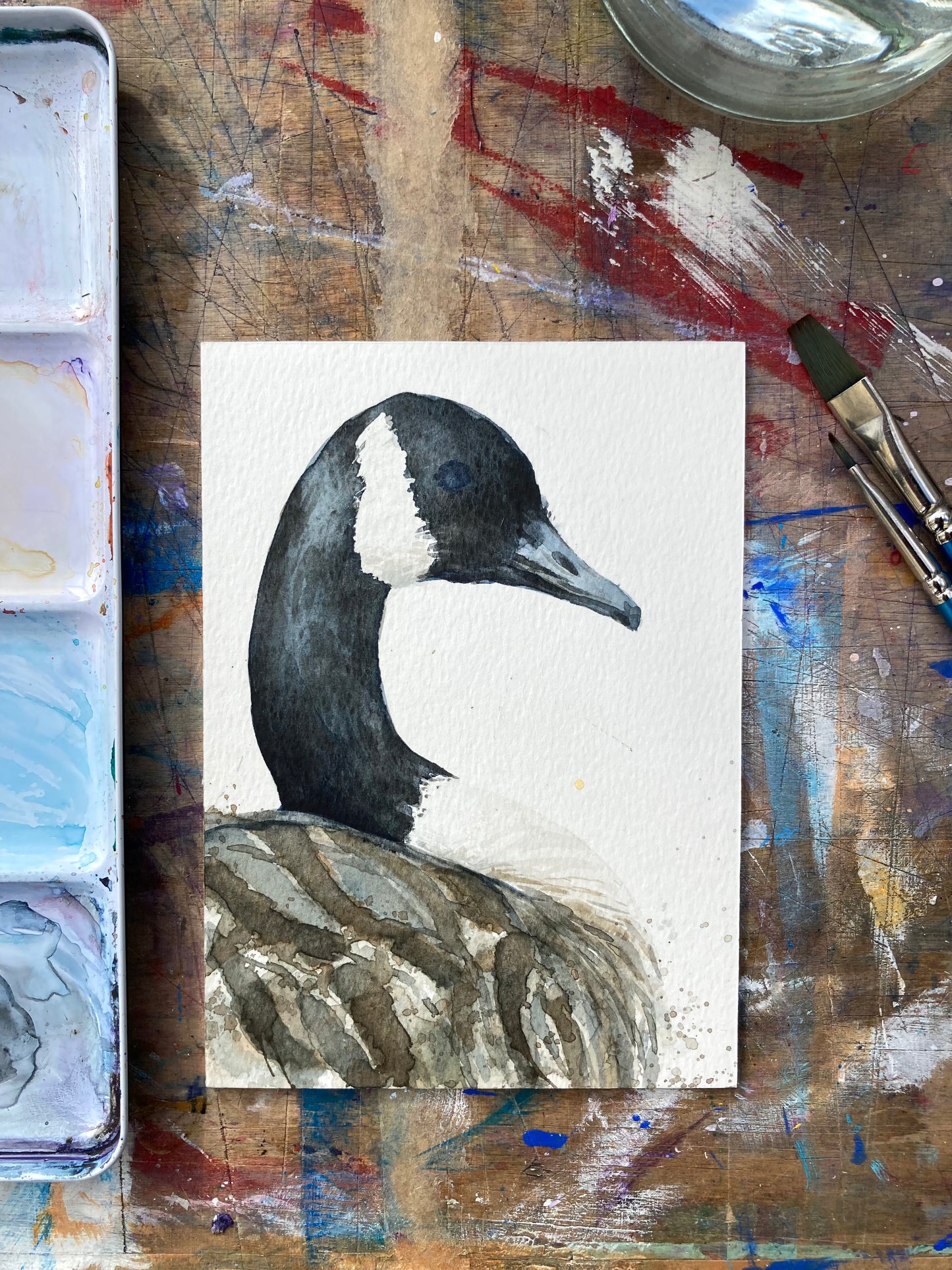 February24 Canadian Goose
