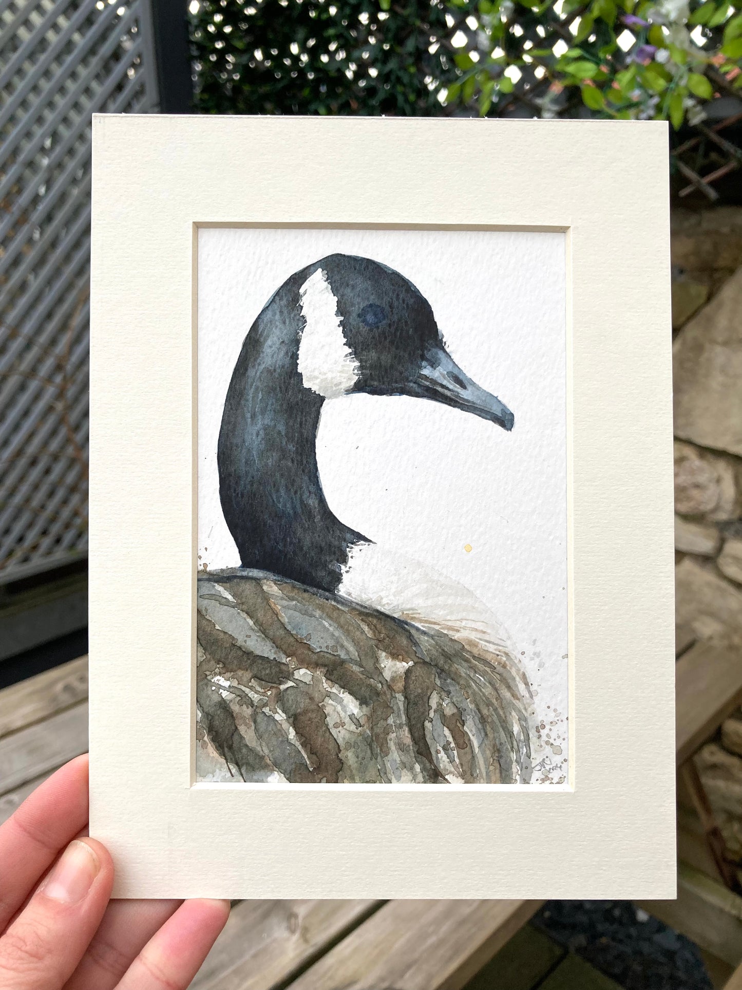 February24 Canadian Goose