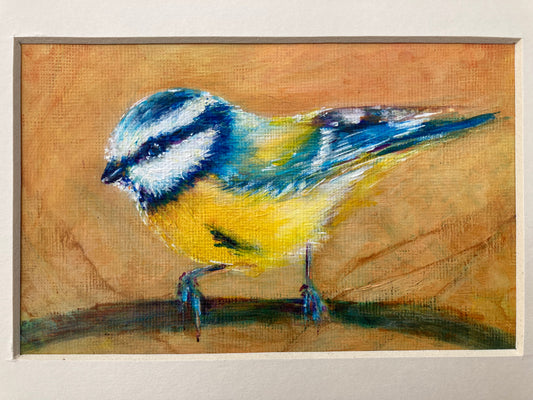 Blue tit on a branch 2025