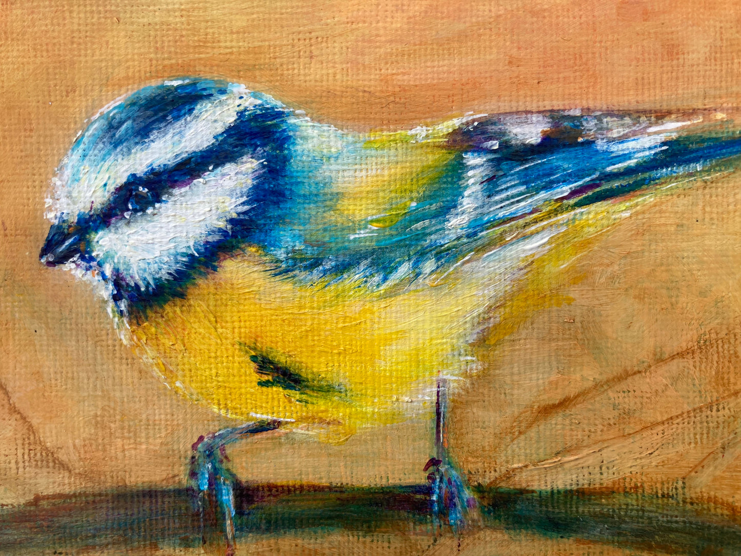 Blue tit on a branch 2025