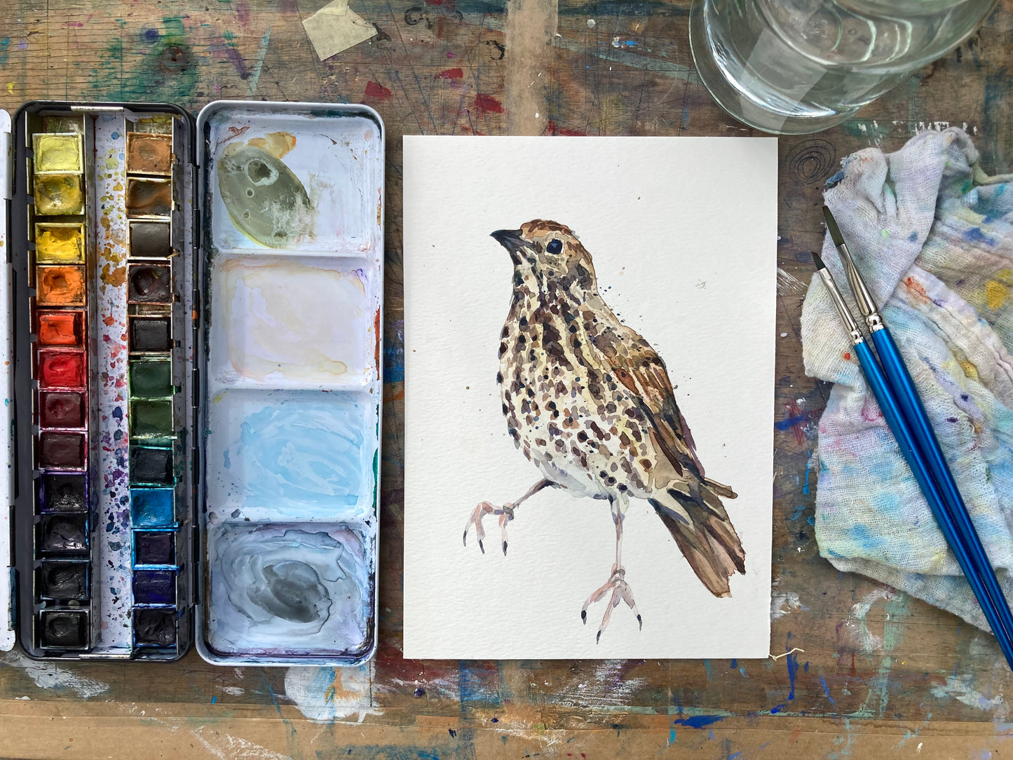 February18 Song Thrush