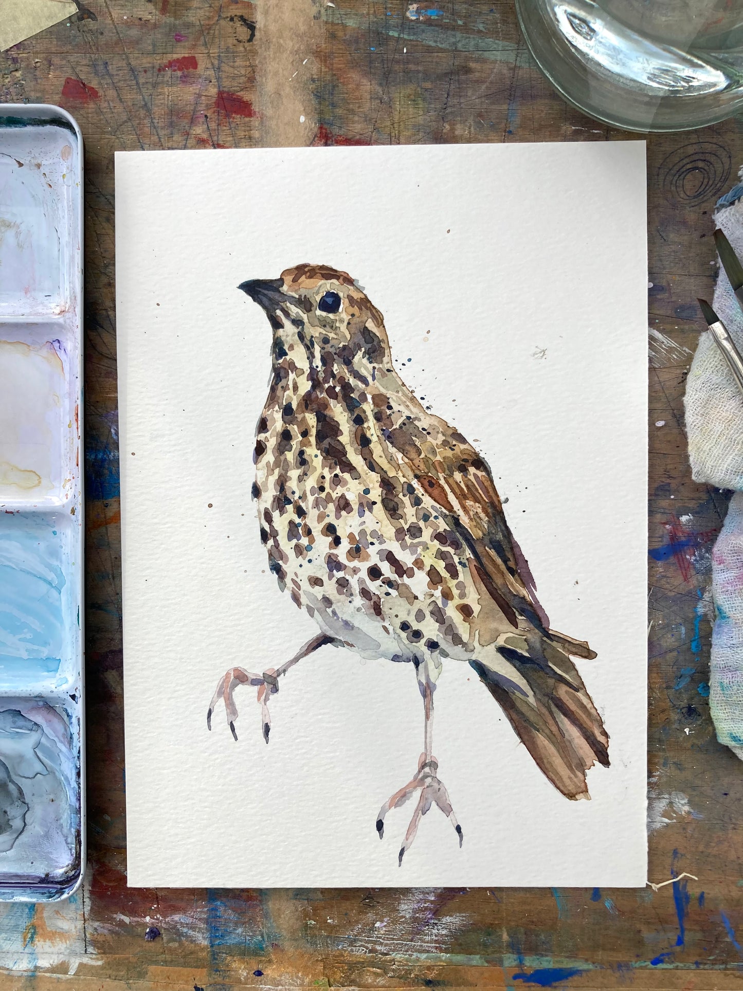 February18 Song Thrush