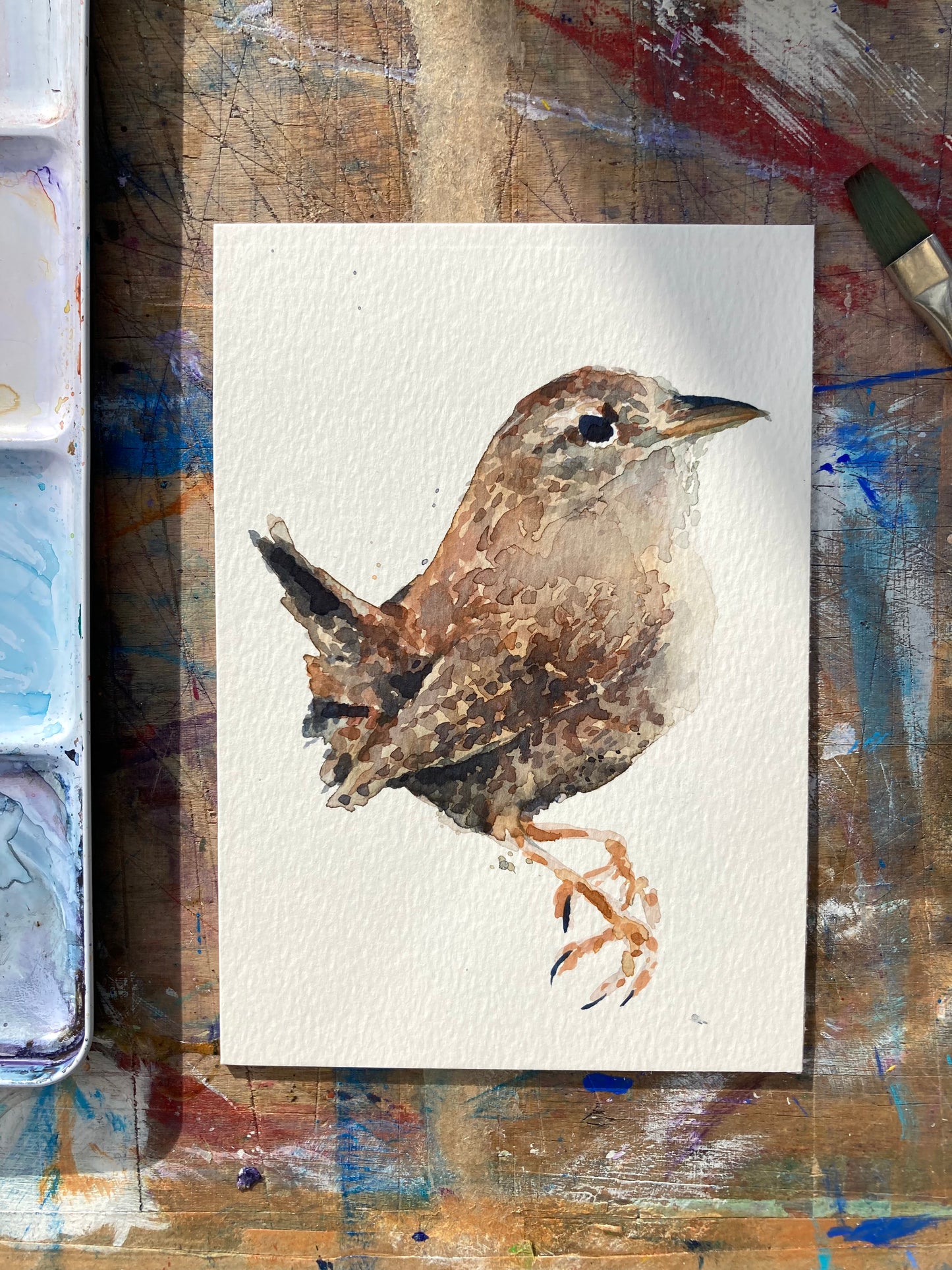February06 Wren