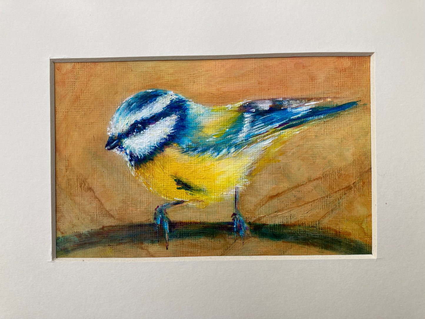 Blue tit on a branch 2025