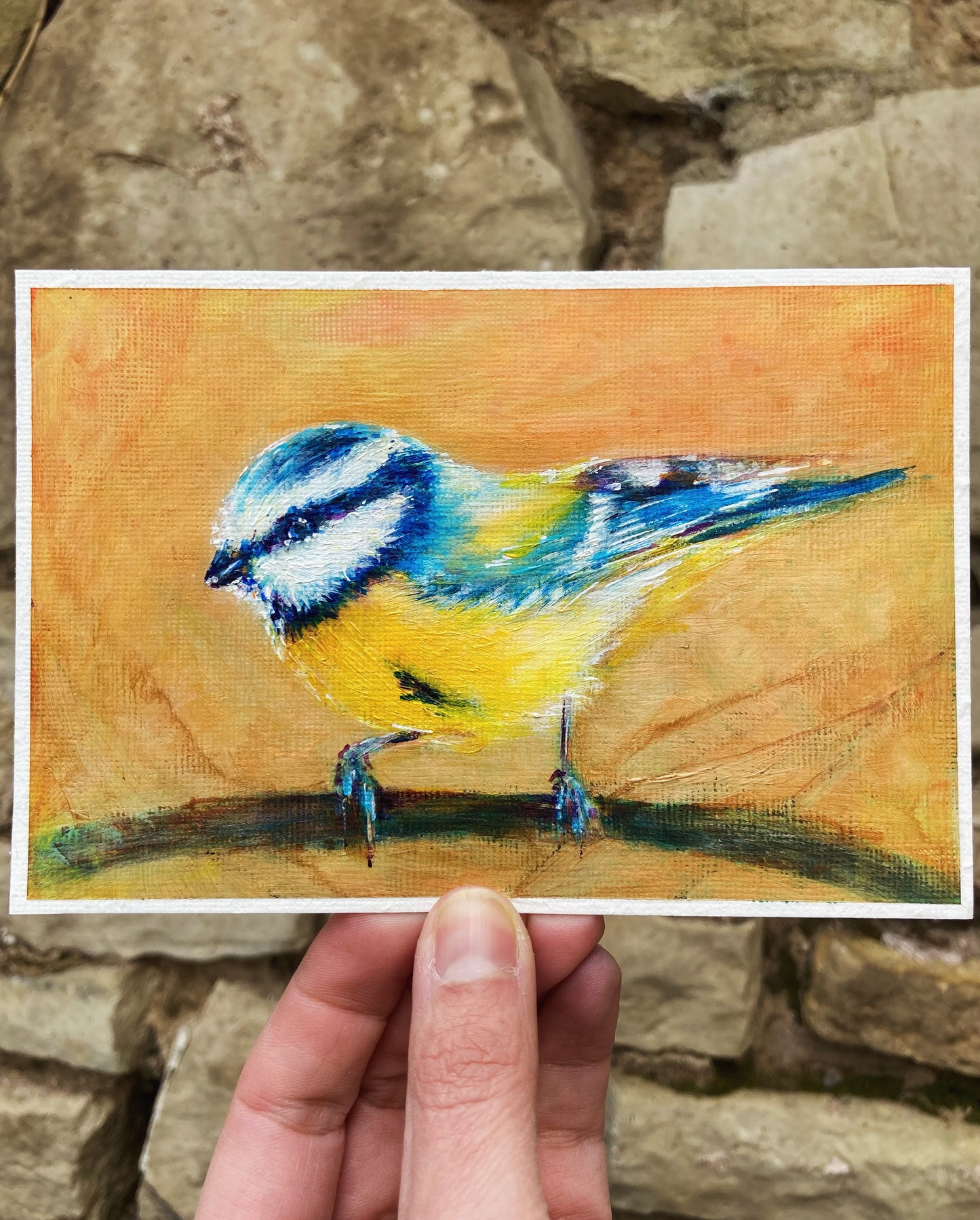 Blue tit on a branch 2025