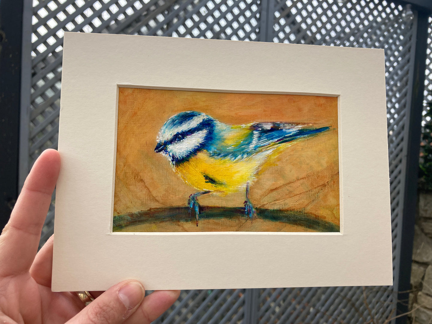 Blue tit on a branch 2025
