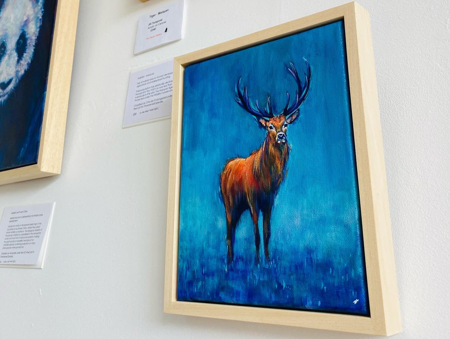 Red Deer