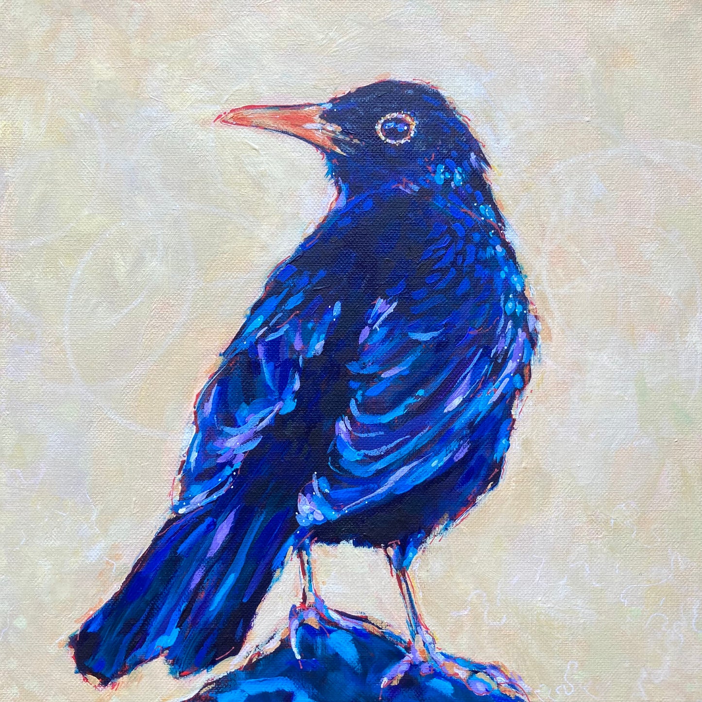 Blackbird- keeping watch