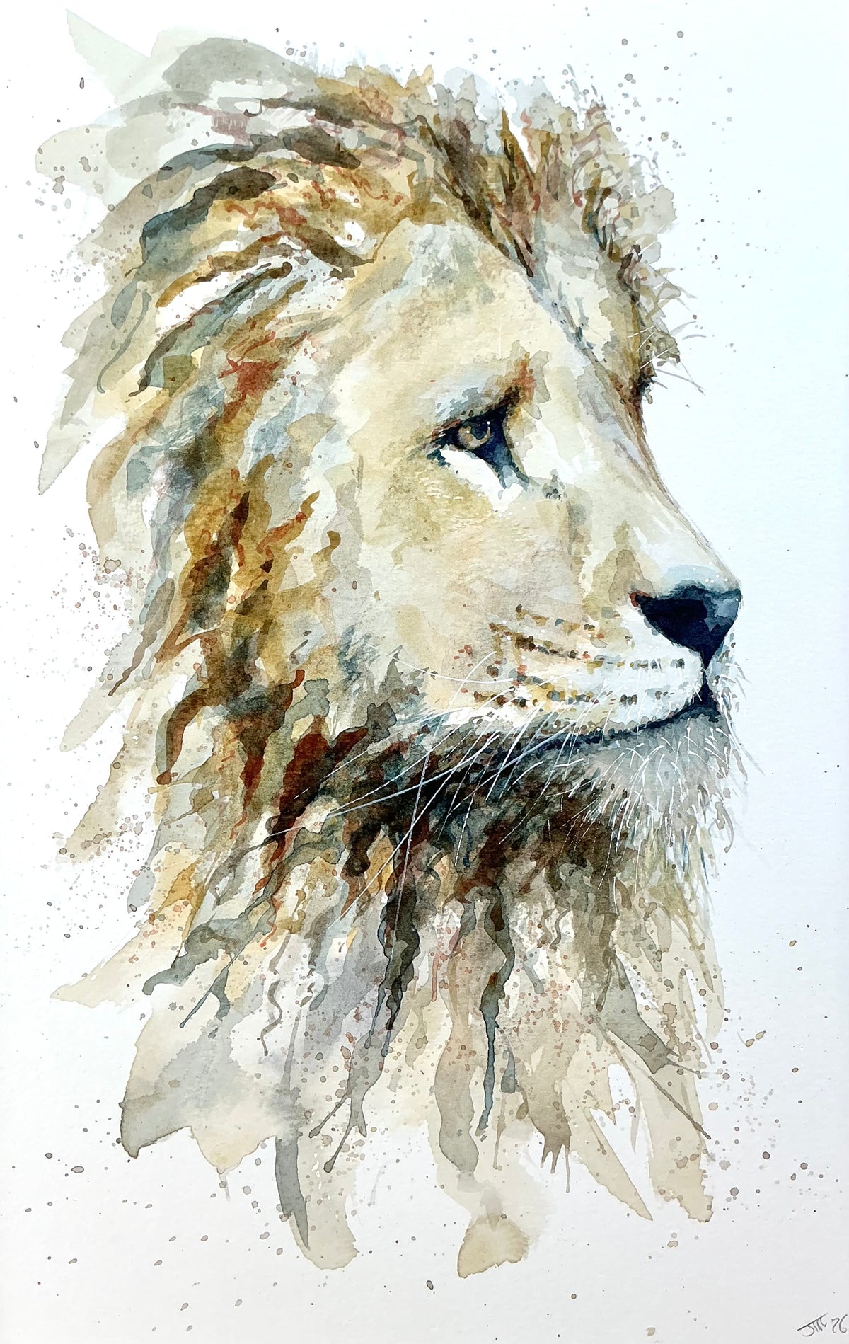 Lion watching