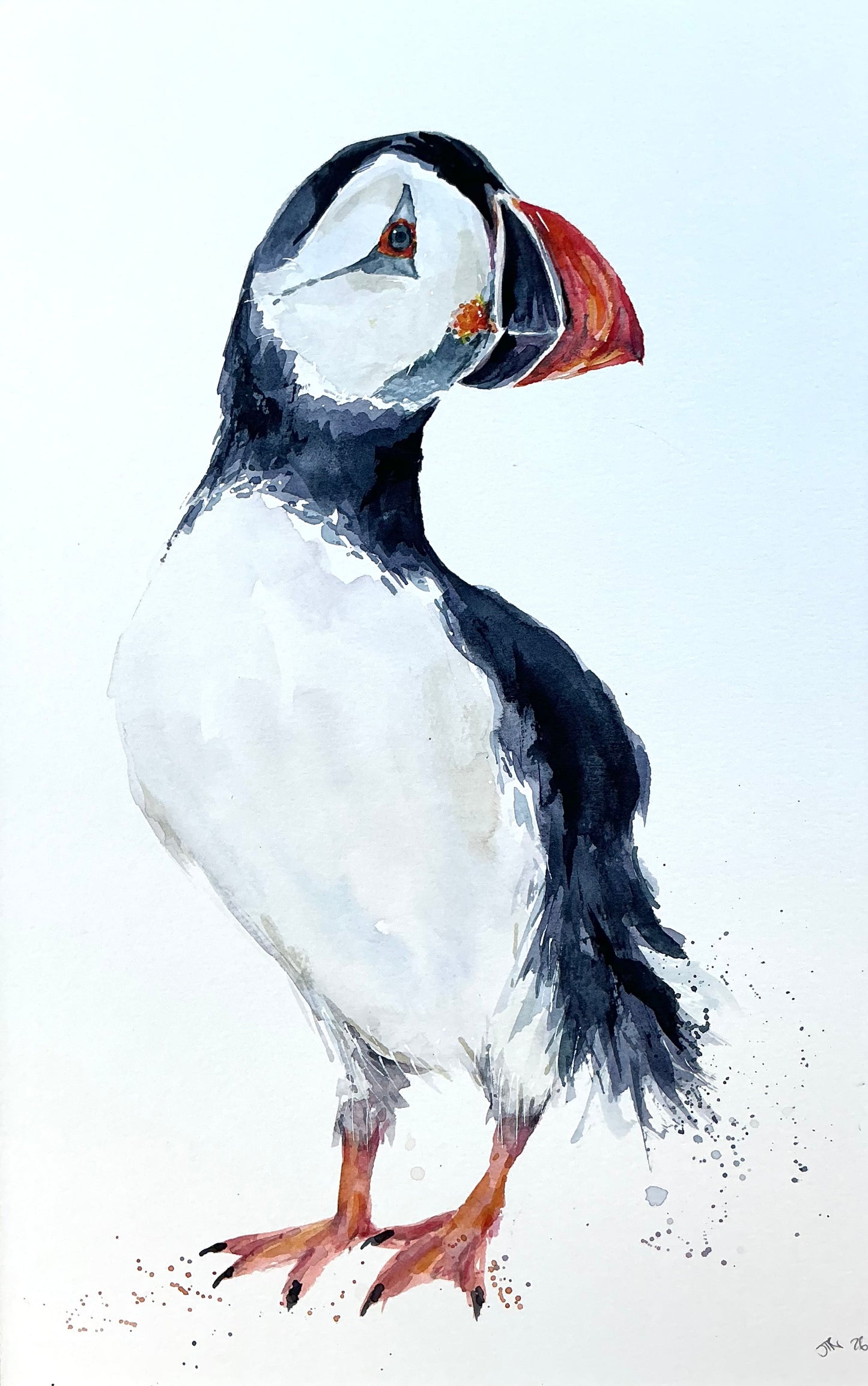 A playful Puffin