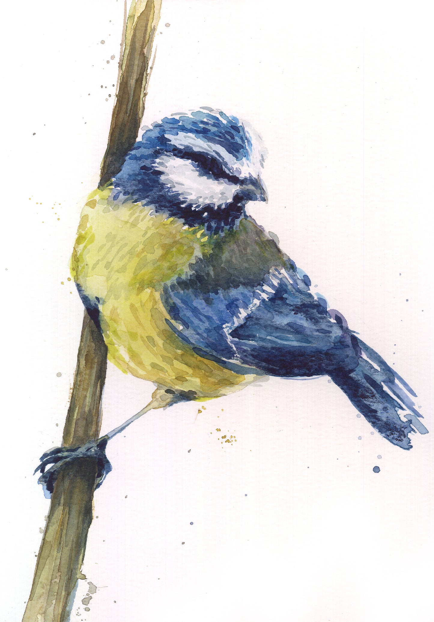 February12 Blue Tit