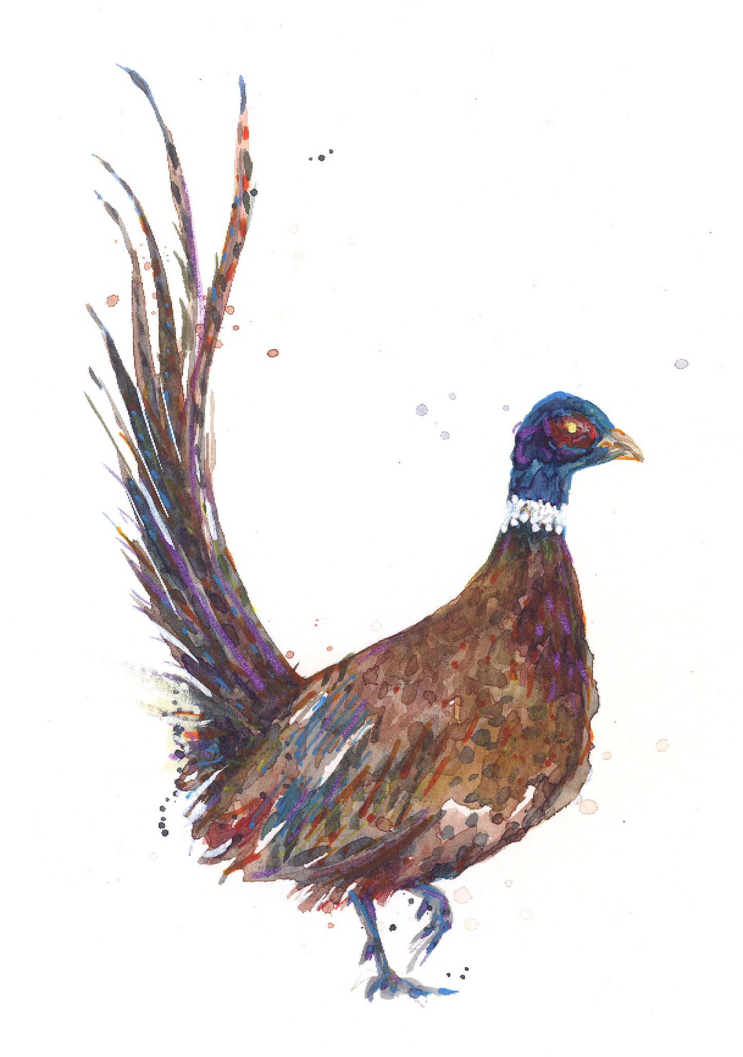 February17 Pheasant