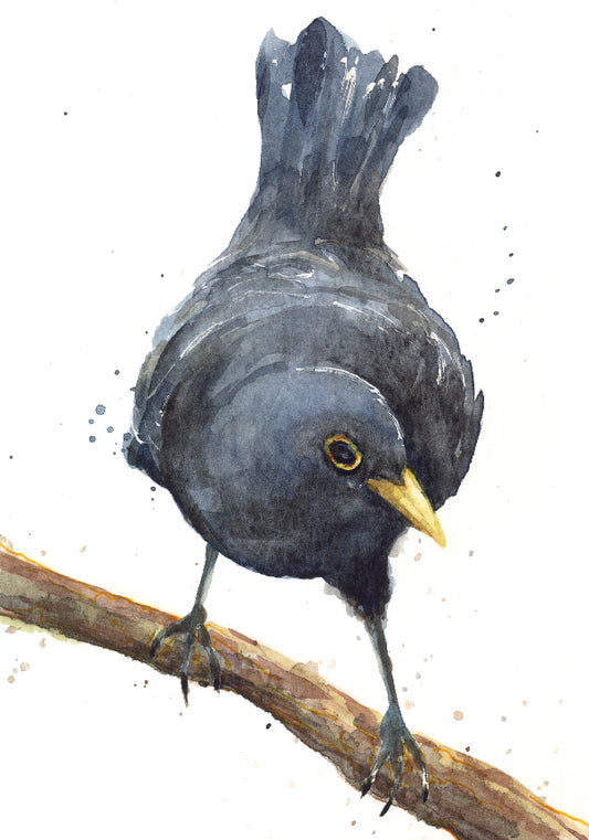 February22 Black Bird