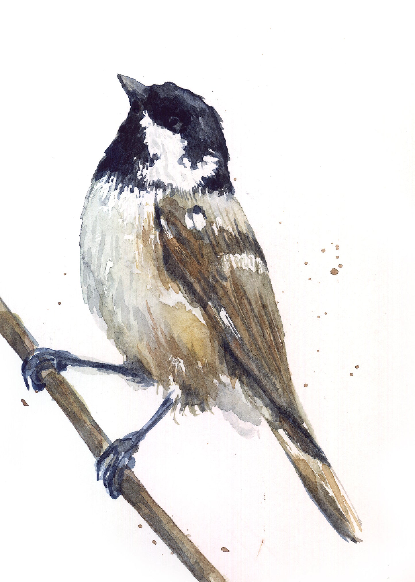 February28 Coal Tit