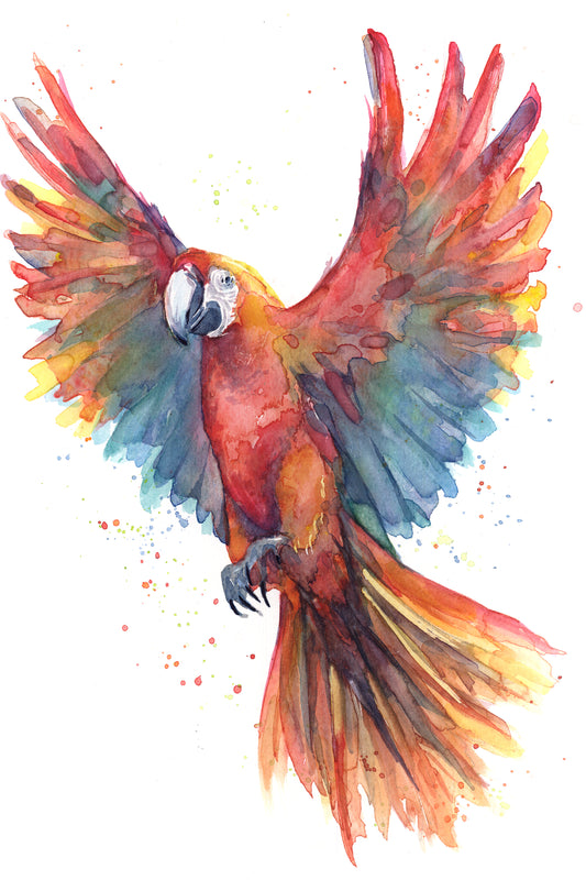 February29 Macaw