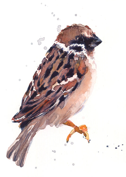 February05 Sparrow