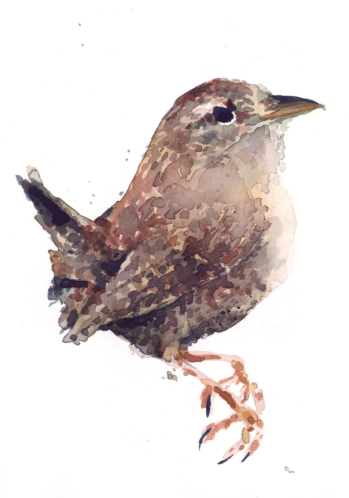 February06 Wren