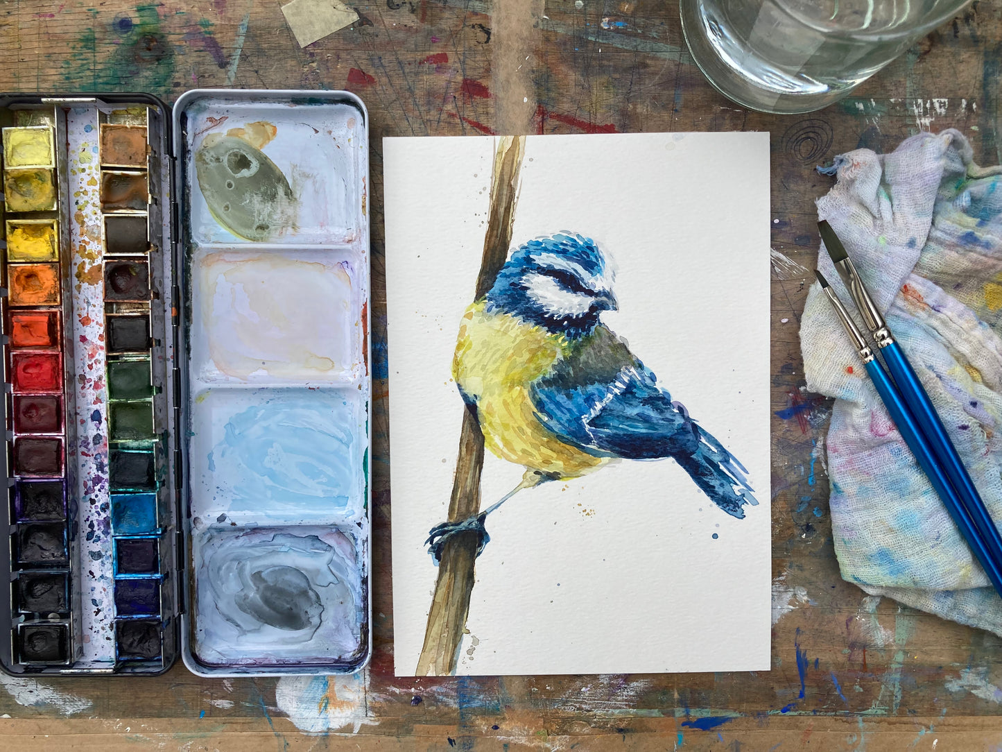 February12 Blue Tit