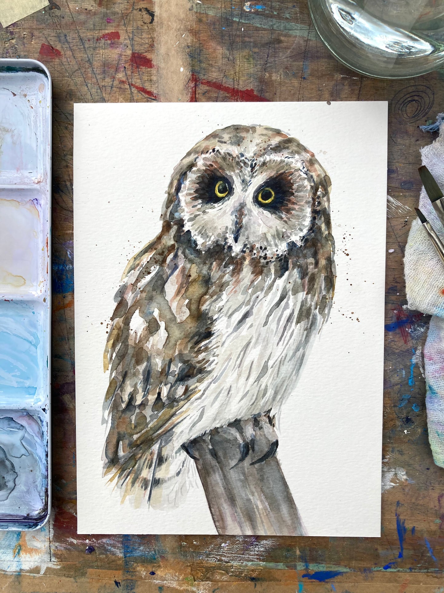 February27 Short Eared Owl