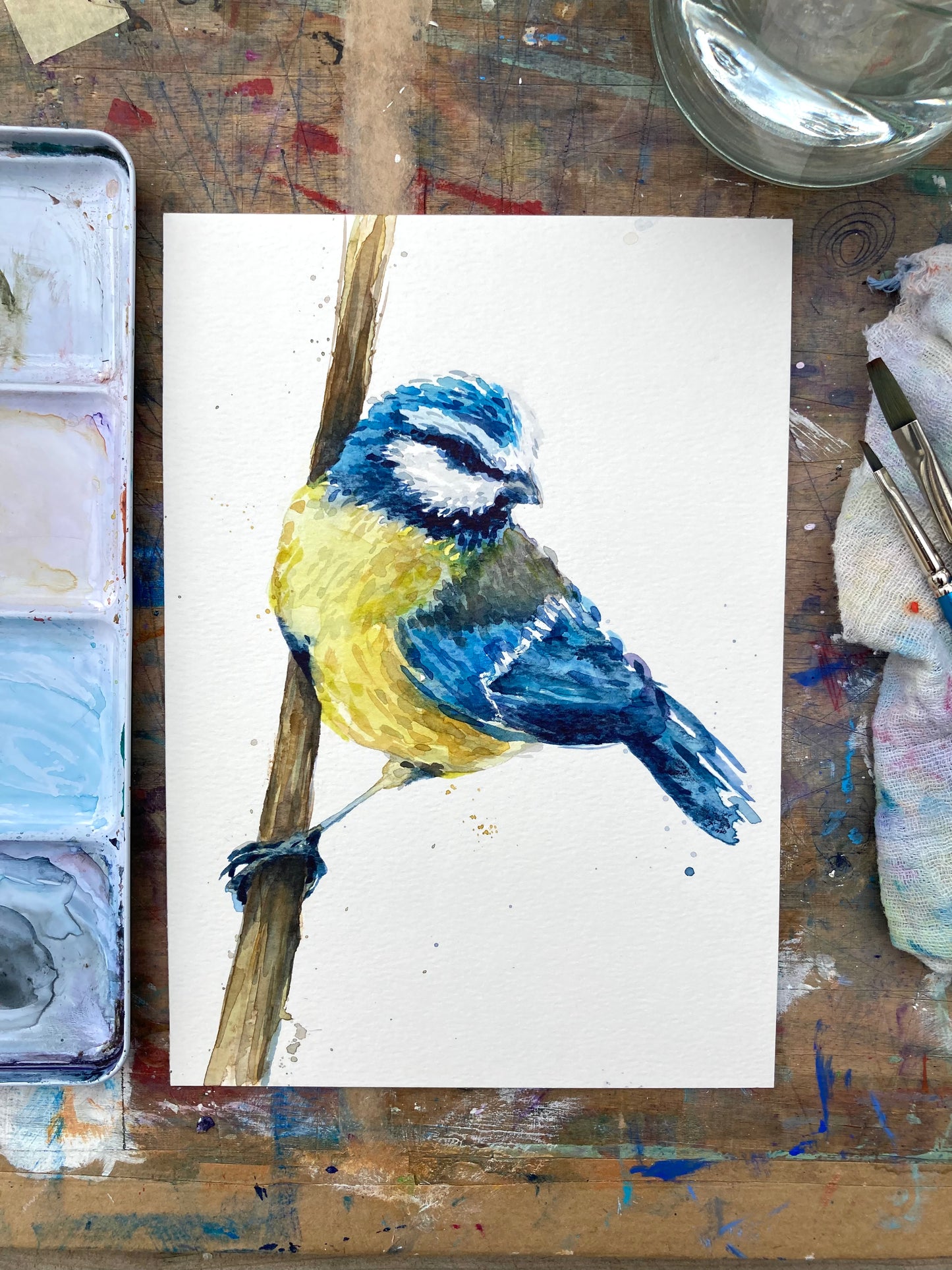 February12 Blue Tit