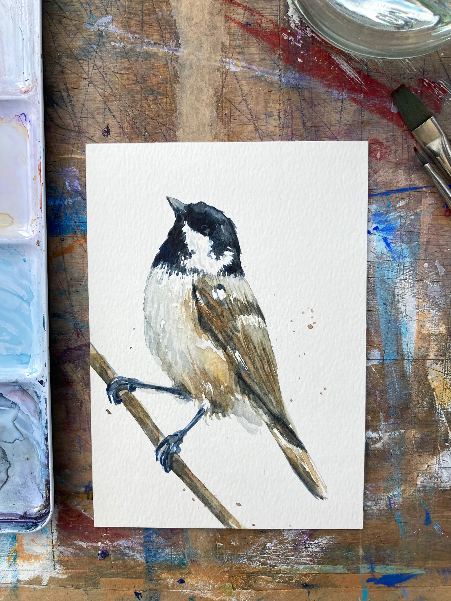 February28 Coal Tit