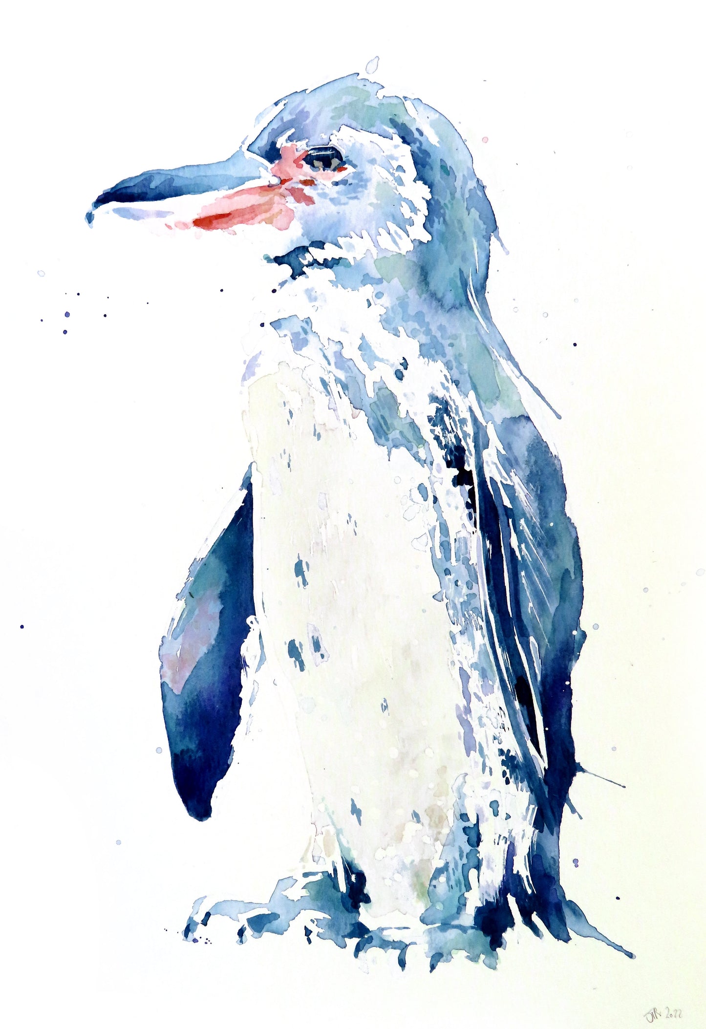 Penguin - Galapagos
