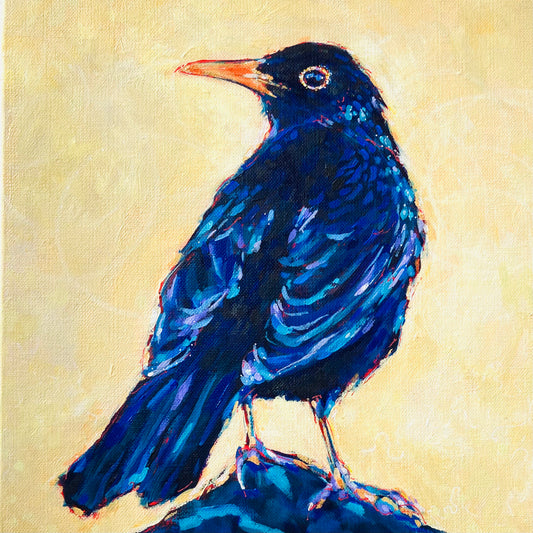 Blackbird- keeping watch